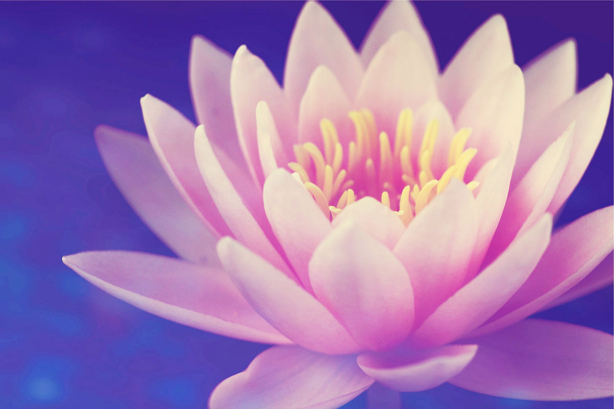 flor loto simbolo espiritual