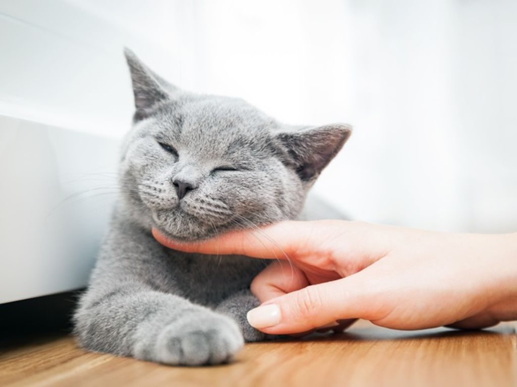 ronroneo gatos energias curativas