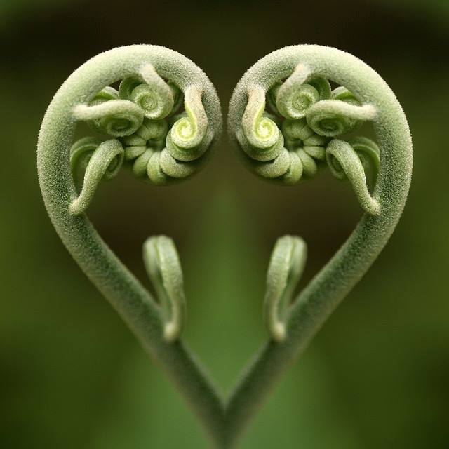 espiral fibonacci naturaleza