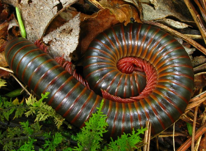 espiral fibonacci naturaleza animales