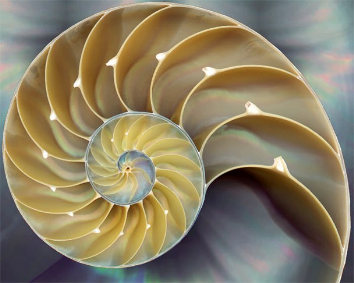 espiral fibonacci naturaleza