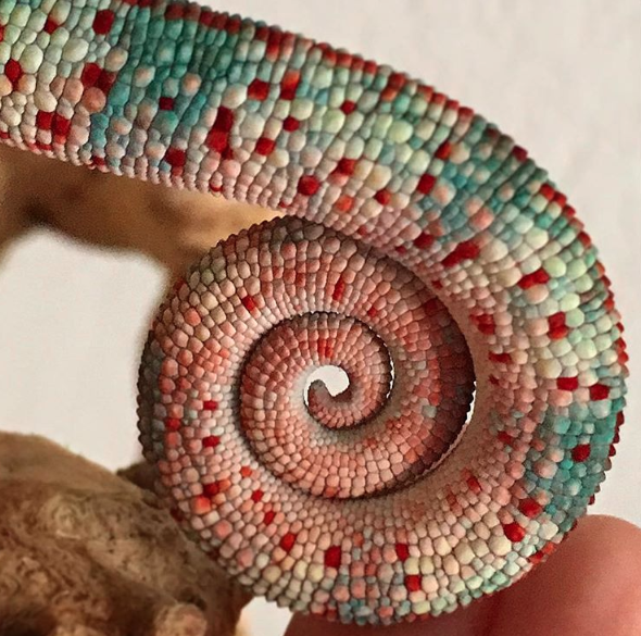 espiral fibonacci naturaleza animales