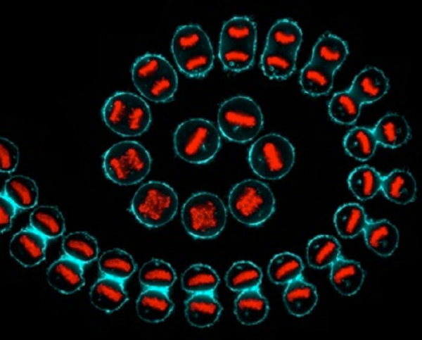Une cellule cancéreuse vue au microscope encore en spirale de fibonacci