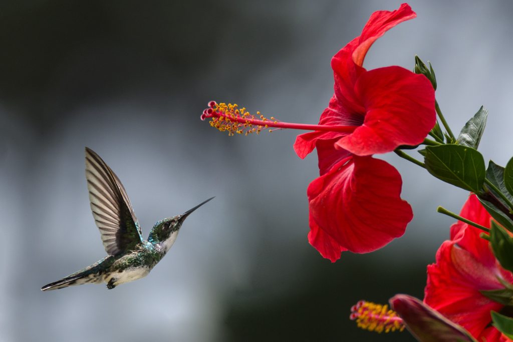 totem colibri