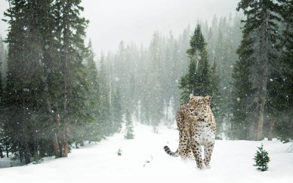 Pantera negra. Animal-totem-leopard-1024x640