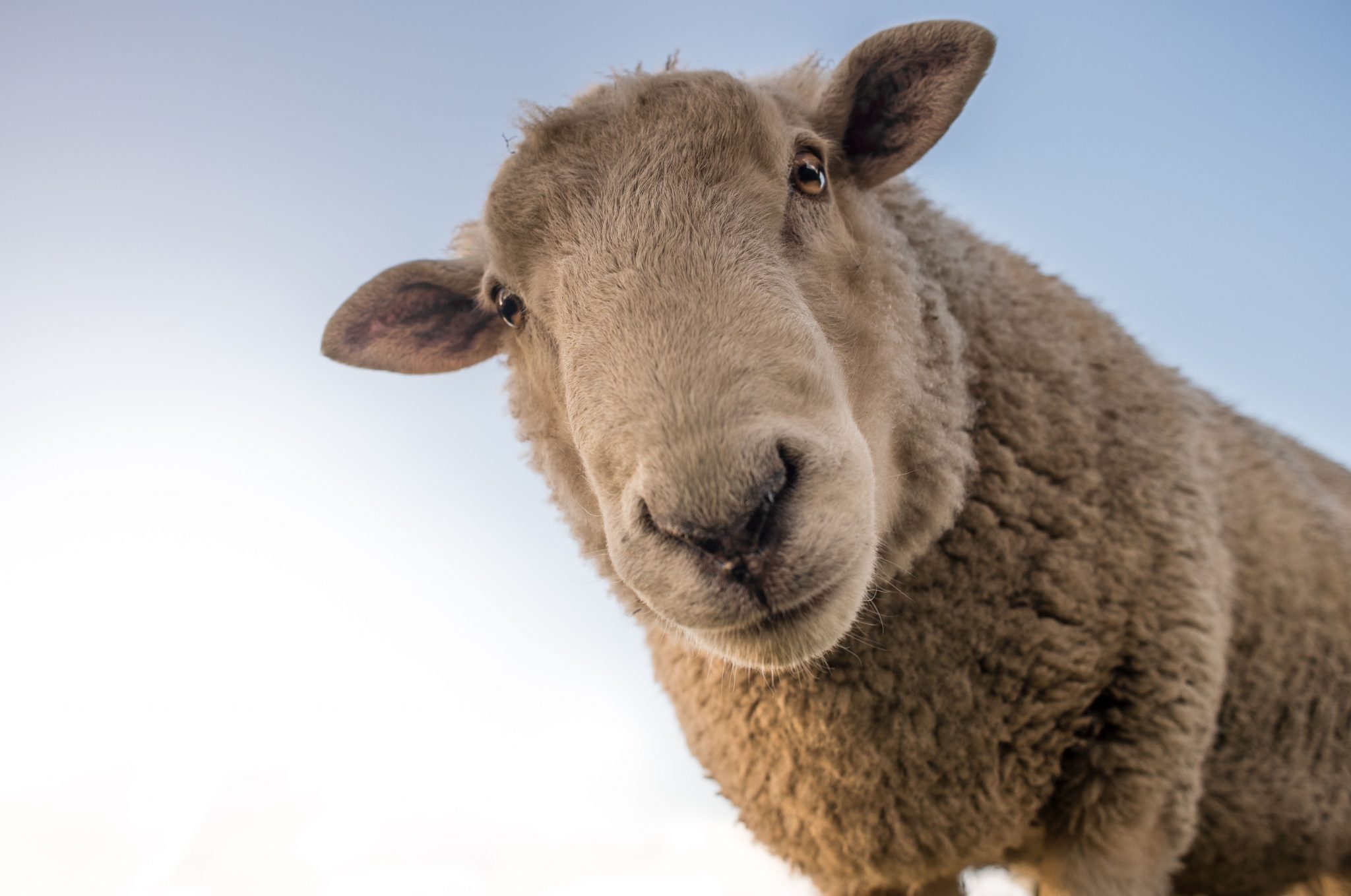 animal totem mouton
