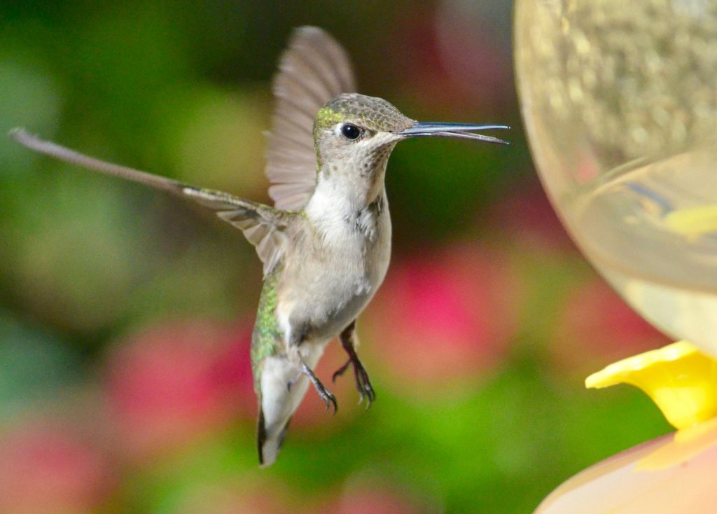 soñar con colibrí