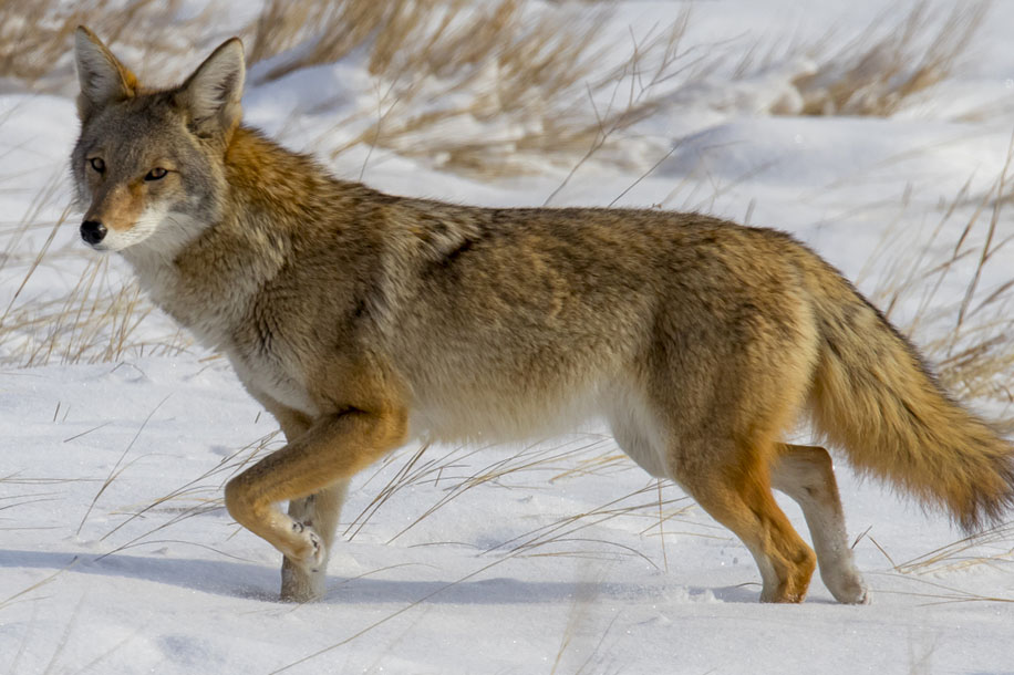 coyote en la nieve