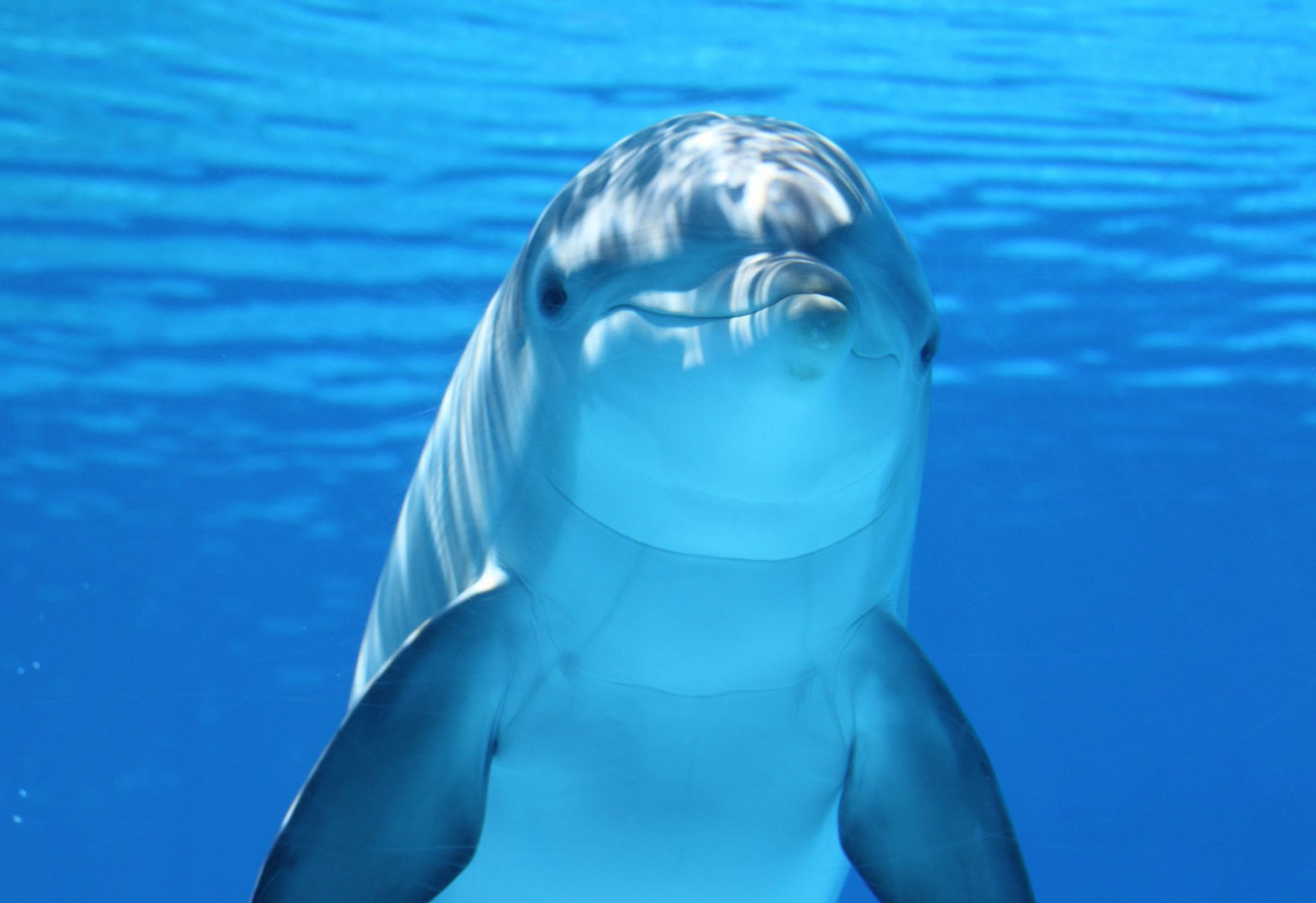 animal totem dauphin