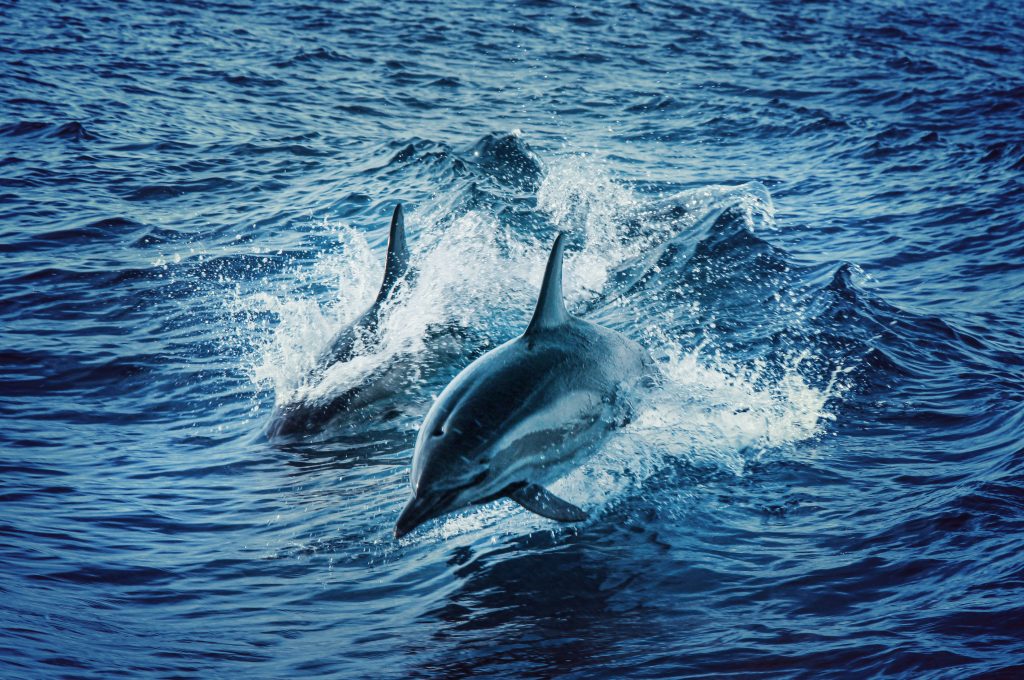significado del delfín