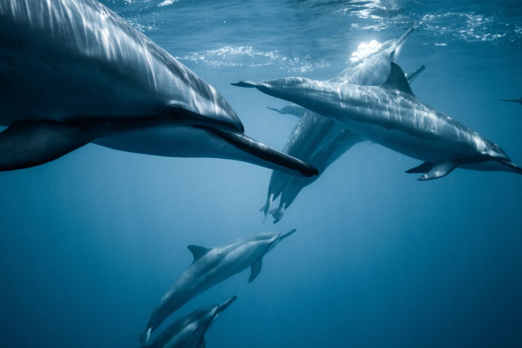 soñar con delfines