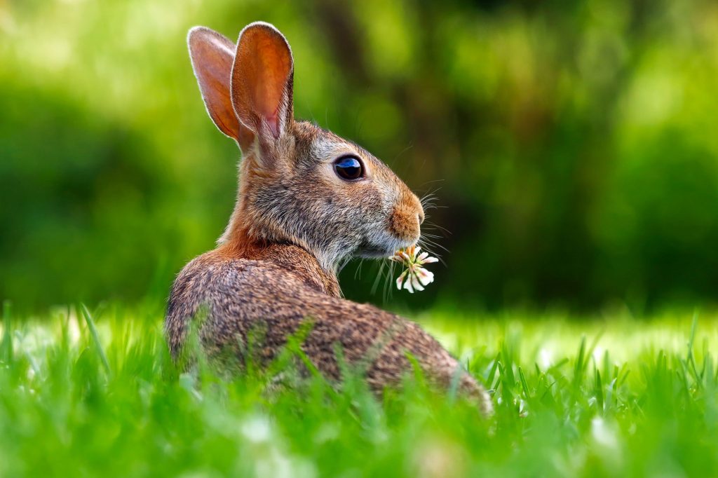 el conejo, un animal inteligente