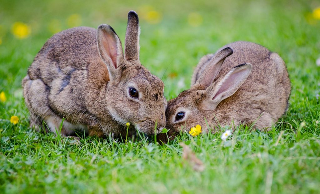 pareja de conejos