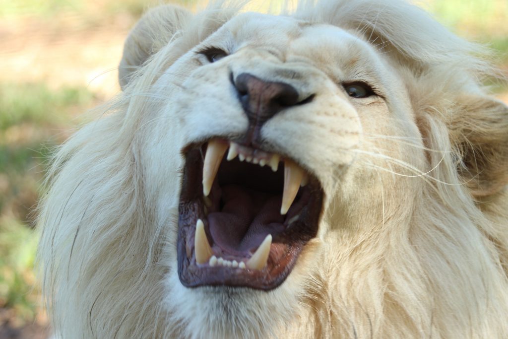 león blanco