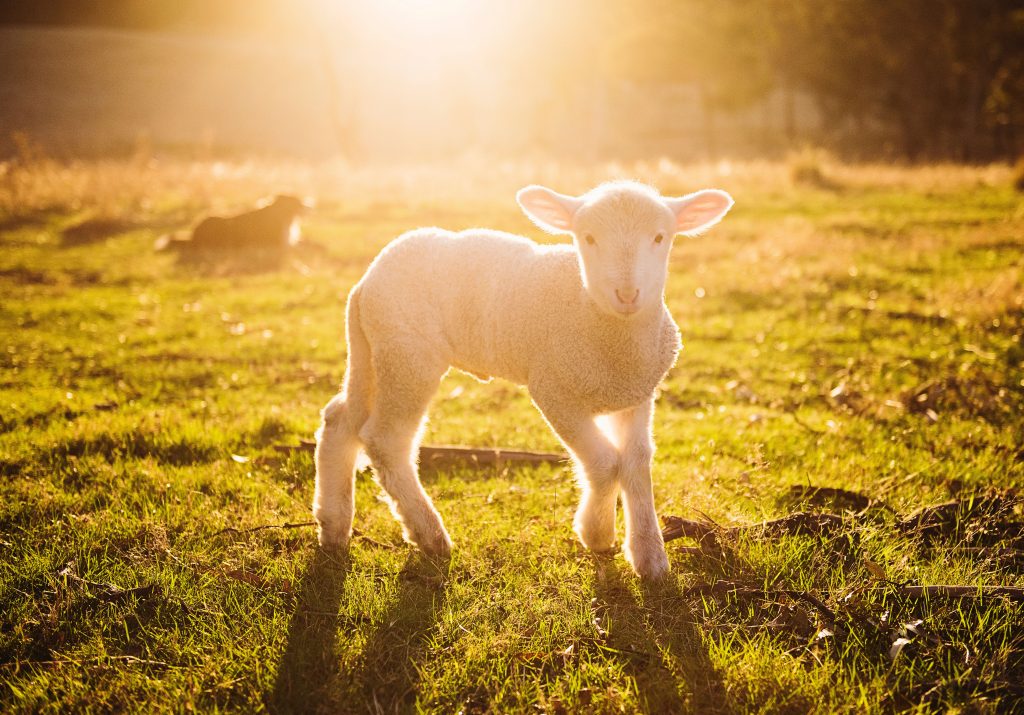 animal espiritual oveja