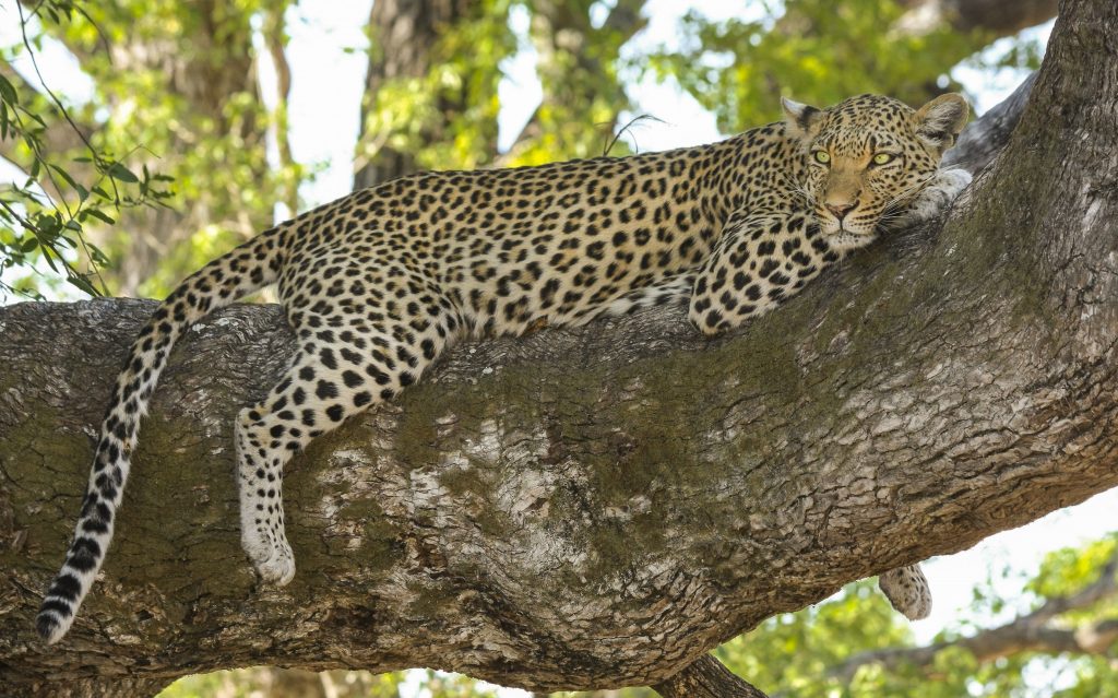 soñar con leopardos o panteras