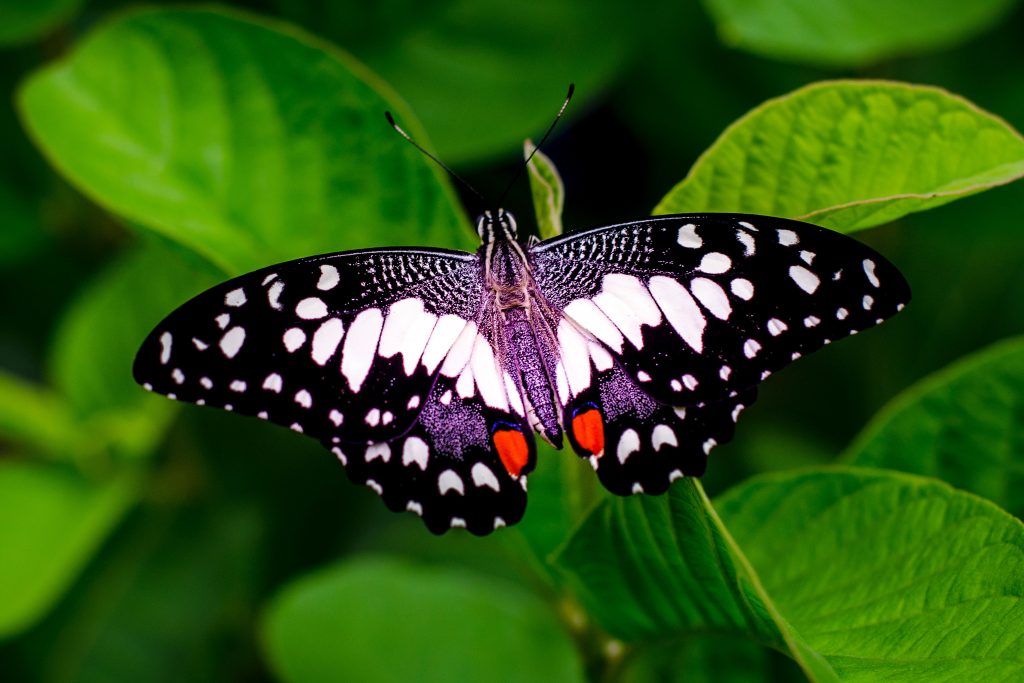 papillon multicolor