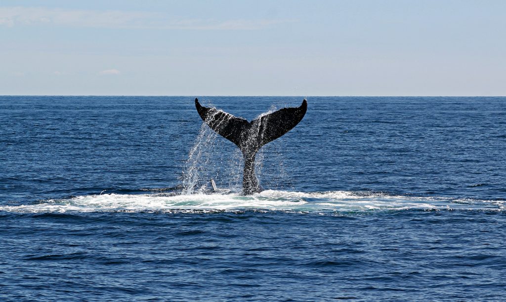 animaux totems baleine