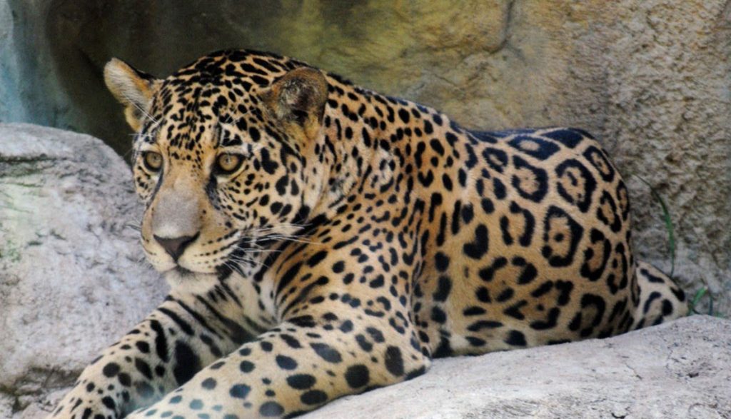 jaguar significados