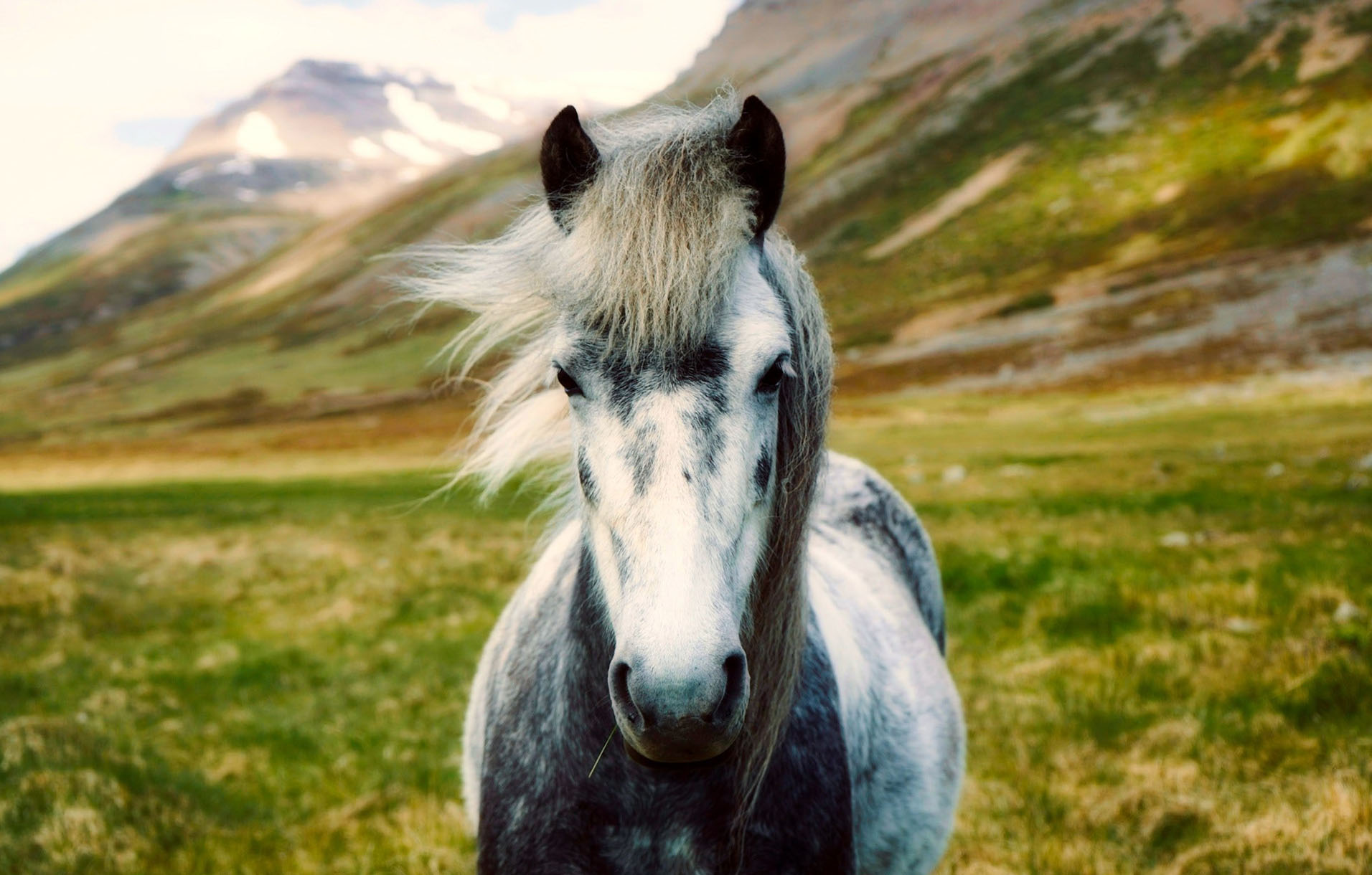 animal spirituel cheval