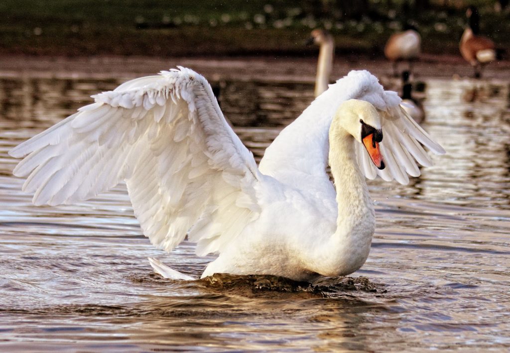 cygne signification