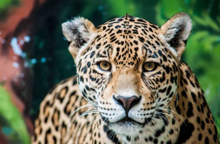 Le Jaguar – Animal Spirituel & Totem - Karma Yoga Shop