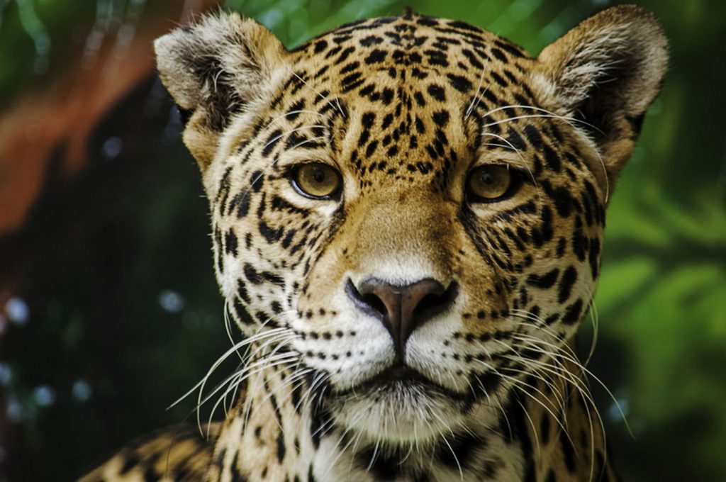 jaguar significations